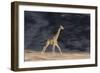 Desert Giraffe (Giraffa Camelopardalis Capensis) Running, Namibia, Africa-Thorsten Milse-Framed Photographic Print