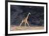 Desert Giraffe (Giraffa Camelopardalis Capensis) Running, Namibia, Africa-Thorsten Milse-Framed Photographic Print