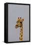 Desert Giraffe (Giraffa Camelopardalis Capensis) Running, Namibia, Africa-Thorsten Milse-Framed Stretched Canvas