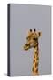Desert Giraffe (Giraffa Camelopardalis Capensis) Running, Namibia, Africa-Thorsten Milse-Stretched Canvas