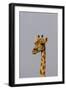 Desert Giraffe (Giraffa Camelopardalis Capensis) Running, Namibia, Africa-Thorsten Milse-Framed Photographic Print