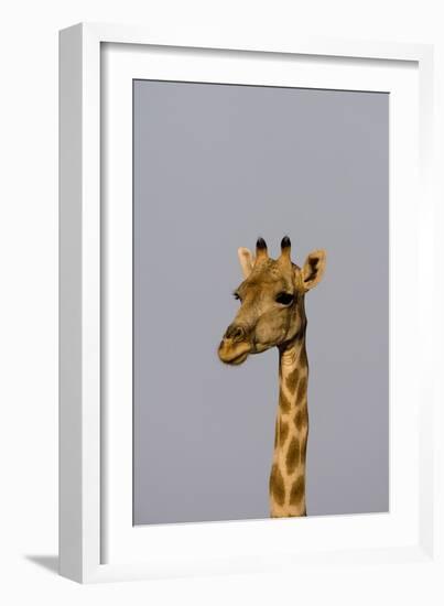 Desert Giraffe (Giraffa Camelopardalis Capensis) Running, Namibia, Africa-Thorsten Milse-Framed Photographic Print