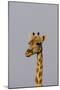 Desert Giraffe (Giraffa Camelopardalis Capensis) Running, Namibia, Africa-Thorsten Milse-Mounted Photographic Print