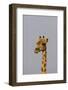 Desert Giraffe (Giraffa Camelopardalis Capensis) Running, Namibia, Africa-Thorsten Milse-Framed Photographic Print