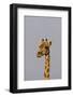 Desert Giraffe (Giraffa Camelopardalis Capensis) Running, Namibia, Africa-Thorsten Milse-Framed Photographic Print