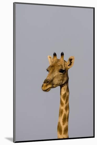 Desert Giraffe (Giraffa Camelopardalis Capensis) Running, Namibia, Africa-Thorsten Milse-Mounted Photographic Print