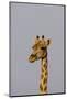 Desert Giraffe (Giraffa Camelopardalis Capensis) Running, Namibia, Africa-Thorsten Milse-Mounted Photographic Print