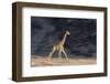 Desert Giraffe (Giraffa Camelopardalis Capensis) Running, Namibia, Africa-Thorsten Milse-Framed Photographic Print