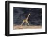 Desert Giraffe (Giraffa Camelopardalis Capensis) Running, Namibia, Africa-Thorsten Milse-Framed Photographic Print