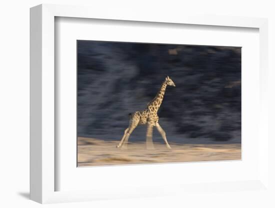 Desert Giraffe (Giraffa Camelopardalis Capensis) Running, Namibia, Africa-Thorsten Milse-Framed Photographic Print