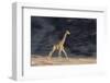 Desert Giraffe (Giraffa Camelopardalis Capensis) Running, Namibia, Africa-Thorsten Milse-Framed Photographic Print