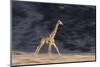Desert Giraffe (Giraffa Camelopardalis Capensis) Running, Namibia, Africa-Thorsten Milse-Mounted Photographic Print