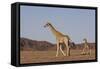 Desert Giraffe (Giraffa Camelopardalis Capensis) with Her Young, Namibia, Africa-Thorsten Milse-Framed Stretched Canvas