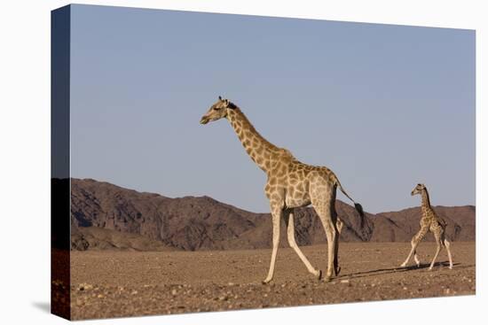 Desert Giraffe (Giraffa Camelopardalis Capensis) with Her Young, Namibia, Africa-Thorsten Milse-Stretched Canvas