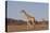 Desert Giraffe (Giraffa Camelopardalis Capensis) with Her Young, Namibia, Africa-Thorsten Milse-Stretched Canvas
