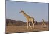 Desert Giraffe (Giraffa Camelopardalis Capensis) with Her Young, Namibia, Africa-Thorsten Milse-Mounted Photographic Print