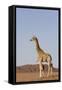 Desert Giraffe (Giraffa Camelopardalis Capensis) with Her Young, Namibia, Africa-Thorsten Milse-Framed Stretched Canvas