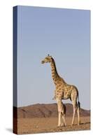 Desert Giraffe (Giraffa Camelopardalis Capensis) with Her Young, Namibia, Africa-Thorsten Milse-Stretched Canvas