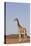 Desert Giraffe (Giraffa Camelopardalis Capensis) with Her Young, Namibia, Africa-Thorsten Milse-Stretched Canvas