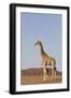 Desert Giraffe (Giraffa Camelopardalis Capensis) with Her Young, Namibia, Africa-Thorsten Milse-Framed Photographic Print