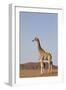 Desert Giraffe (Giraffa Camelopardalis Capensis) with Her Young, Namibia, Africa-Thorsten Milse-Framed Photographic Print