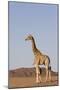 Desert Giraffe (Giraffa Camelopardalis Capensis) with Her Young, Namibia, Africa-Thorsten Milse-Mounted Photographic Print