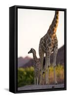 Desert Giraffe (Giraffa Camelopardalis Capensis) with Her Young, Namibia, Africa-Thorsten Milse-Framed Stretched Canvas