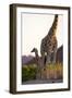 Desert Giraffe (Giraffa Camelopardalis Capensis) with Her Young, Namibia, Africa-Thorsten Milse-Framed Photographic Print