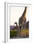 Desert Giraffe (Giraffa Camelopardalis Capensis) with Her Young, Namibia, Africa-Thorsten Milse-Framed Photographic Print