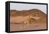 Desert Giraffe (Giraffa Camelopardalis Capensis) with Her Young, Namibia, Africa-Thorsten Milse-Framed Stretched Canvas