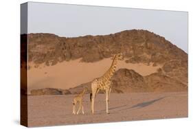 Desert Giraffe (Giraffa Camelopardalis Capensis) with Her Young, Namibia, Africa-Thorsten Milse-Stretched Canvas