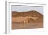 Desert Giraffe (Giraffa Camelopardalis Capensis) with Her Young, Namibia, Africa-Thorsten Milse-Framed Photographic Print