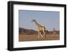 Desert Giraffe (Giraffa Camelopardalis Capensis) with Her Young, Namibia, Africa-Thorsten Milse-Framed Photographic Print