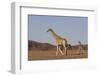 Desert Giraffe (Giraffa Camelopardalis Capensis) with Her Young, Namibia, Africa-Thorsten Milse-Framed Photographic Print