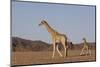 Desert Giraffe (Giraffa Camelopardalis Capensis) with Her Young, Namibia, Africa-Thorsten Milse-Mounted Photographic Print