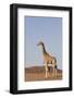 Desert Giraffe (Giraffa Camelopardalis Capensis) with Her Young, Namibia, Africa-Thorsten Milse-Framed Photographic Print