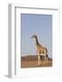 Desert Giraffe (Giraffa Camelopardalis Capensis) with Her Young, Namibia, Africa-Thorsten Milse-Framed Photographic Print