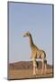 Desert Giraffe (Giraffa Camelopardalis Capensis) with Her Young, Namibia, Africa-Thorsten Milse-Mounted Photographic Print
