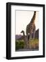 Desert Giraffe (Giraffa Camelopardalis Capensis) with Her Young, Namibia, Africa-Thorsten Milse-Framed Photographic Print