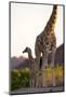 Desert Giraffe (Giraffa Camelopardalis Capensis) with Her Young, Namibia, Africa-Thorsten Milse-Mounted Photographic Print