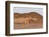 Desert Giraffe (Giraffa Camelopardalis Capensis) with Her Young, Namibia, Africa-Thorsten Milse-Framed Photographic Print