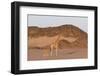 Desert Giraffe (Giraffa Camelopardalis Capensis) with Her Young, Namibia, Africa-Thorsten Milse-Framed Photographic Print