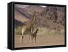 Desert Giraffe with Her Young, Namibia, Africa-Milse Thorsten-Framed Stretched Canvas