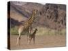 Desert Giraffe with Her Young, Namibia, Africa-Milse Thorsten-Stretched Canvas