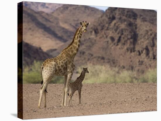 Desert Giraffe with Her Young, Namibia, Africa-Milse Thorsten-Stretched Canvas