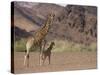 Desert Giraffe with Her Young, Namibia, Africa-Milse Thorsten-Stretched Canvas