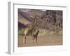 Desert Giraffe with Her Young, Namibia, Africa-Milse Thorsten-Framed Photographic Print