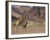 Desert Giraffe with Her Young, Namibia, Africa-Milse Thorsten-Framed Photographic Print