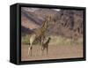 Desert Giraffe with Her Young, Namibia, Africa-Milse Thorsten-Framed Stretched Canvas