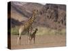 Desert Giraffe with Her Young, Namibia, Africa-Milse Thorsten-Stretched Canvas